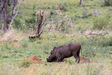Common Warthog digs in the ground in search of food. Wildlife animal, safari in savanna. Kruger National Park, South Africa. 