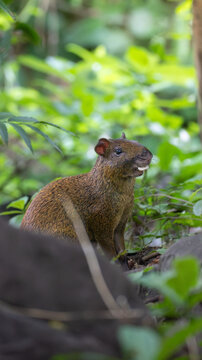 aguti eating a mushroom in the jungle