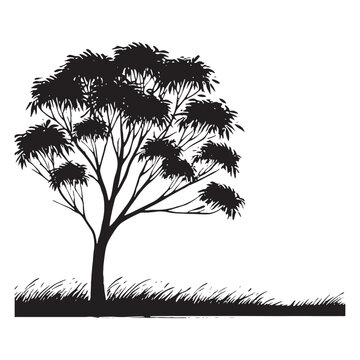 recommend clip art: Silhouette of a Eucalyptus Tree with graceful branches and leaves - Eucalyptus tree silhouette - Eucalyptus tree vector - Eucalyptus tree illustration - Eucalyptus silhouette - Eucalyptus vector
                    