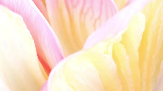 Close-up shot of carnation petals with gradients blending seamlessly, mimicking the soft hues of blooming carnations in spring, creating a dynamic, ethereal movement.
