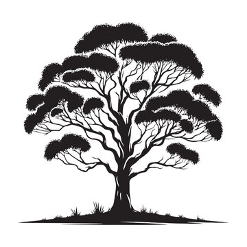 recommend clip art: Unique Eucalyptus Tree silhouette for nature-themed visuals - Eucalyptus tree silhouette - Eucalyptus tree vector - Eucalyptus tree illustration - Eucalyptus silhouette - Eucalyptus vector
                    