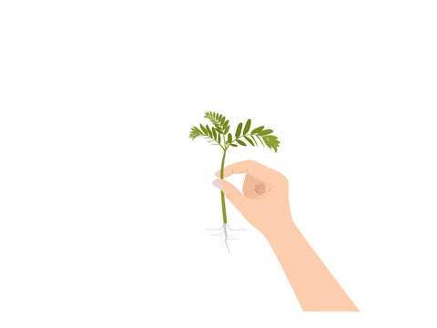 Tamarindus indica on a white background.