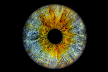 Close up of eye iris on black background, macro, photography  © recep