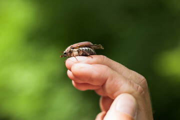 Cockchafer or May bug sitting on the mens hand while hiking on nature during the summer time in Europe