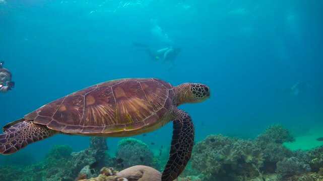 Diving with sea turtles near the islands of Apo and Negros. Philippines.    