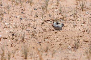 South Africa, Botswana, Kgalagadi Transfrontier Park, Meerkat - Suricate (Suricata suricatta)