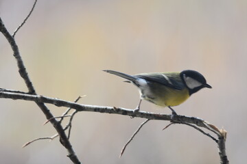 Fototapeta premium cinciallegra