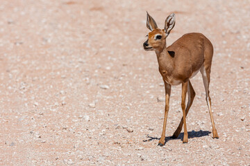 South Africa, Botswana, Kgalagadi Transfrontier Park, Steenbok (Raphicerus campestris), female