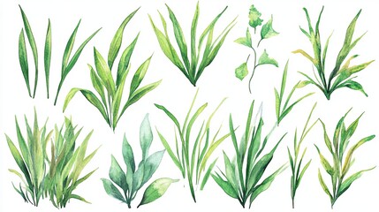 Fototapeta premium Watercolor grass stickers collection