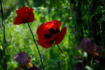 Two red poppy flowers against a background of greenery illuminated by the sun in a summer garden