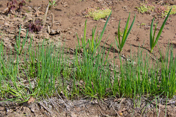 Bed with green onions in the garden in spring