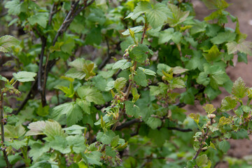 Blooming blackcurrant bush in the garden in spring