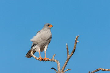 South Africa, Botswana, Kgalagadi Transfrontier Park, Pale Chanting Goshawk (Melierax canorus)