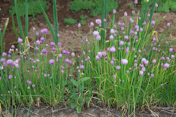 Lilac inflorescences of decorative onions in the garden bed