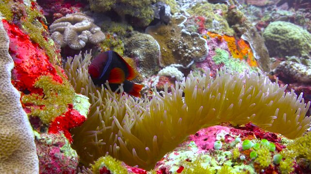Symbiosis of anemones and amphiprions.  Diving near the islands of Apo and Negros. Philippines. 