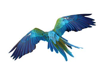 Fototapeta premium Beautiful feathers on the back of Harlequin Macaw parrot isolated on transparent background png file