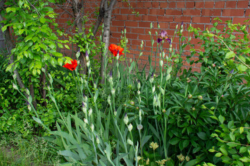 Flowerbed with purple irises and red poppies against a brick wall