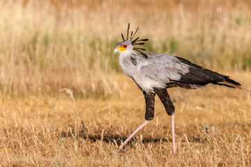 South Africa, Botswana, Kgalagadi Transfrontier Park, Secretary Bird (Sagittarius serpentarius)