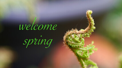Frischer Farnwedel im Frühling. Schrift 