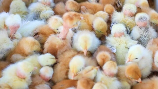 baby chicks with bare necks top view