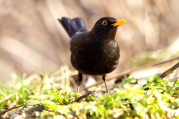 Obraz premium blackbird in a spring meadow
