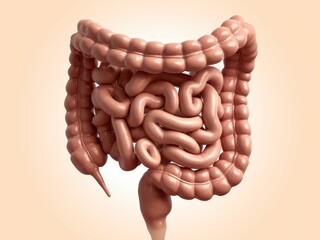 Anatomical Model of the Human Large Intestine
