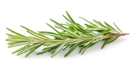 Fototapeta premium Fresh rosemary sprig, cooking herb, white background, food ingredient