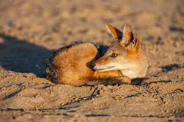 South Africa, Botswana, Kgalagadi Transfrontier Park, Black-backed Jackal (Canis mesomelas)