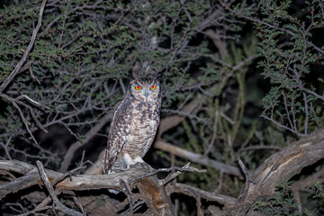 South Africa, Botswana, Kgalagadi Transfrontier Park, Cape eagle-owl (Bubo capensis)