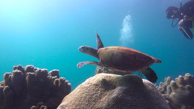 Diving with sea turtles near the islands of Apo and Negros. Philippines.    