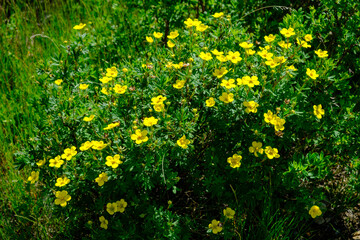 Bush with yellow flowers of dasiphora shrub or kuril tea shrubby five - leafed shrub