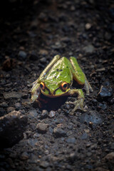green frog