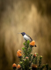 hummingbird on a flower