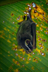 small bat hanging under a big leaf
