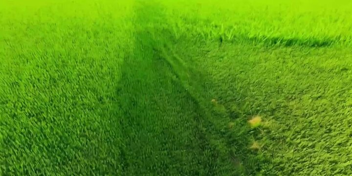 green grass background