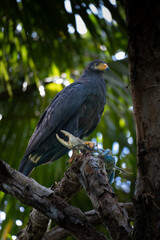 eagle eating a big crab
