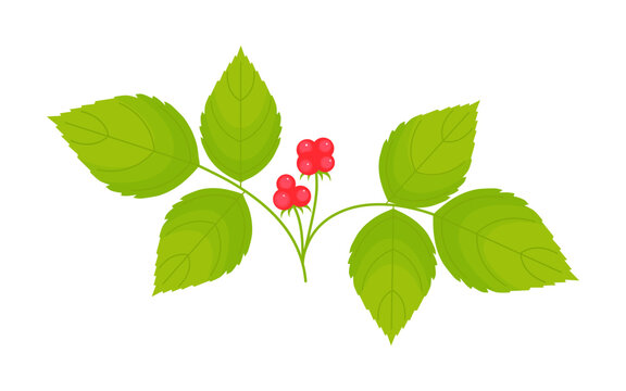 Stoneberry isolated on a white background. Red berries and green leaves in flat style. Forect berries. Vector illustration, colored icon, design element.	