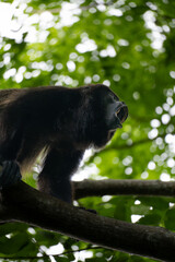 howler monkey howling