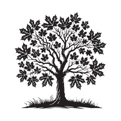Obraz premium Unique Maple Tree silhouette with vibrant, detailed leaves - Maple tree silhouette - Maple tree vector - Maple tree illustration - Maple silhouette - Maple vector 