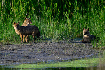 Golden jackals at Danube Delta, Romania // Goldschakale im Donaudelta, Rumänien (Canis aureus moreoticus) 