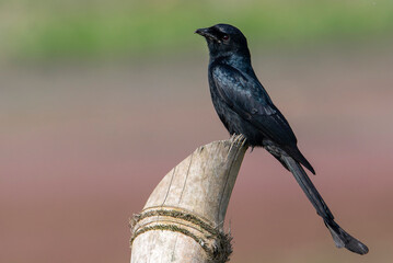 Black Drongo
