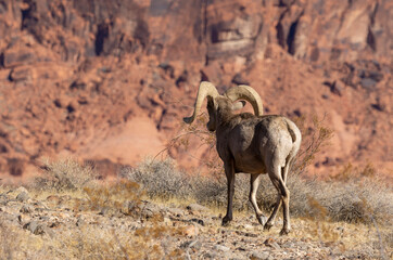 Naklejka premium Desert Bighorn Sheep Ram in Valley of Fire State Park Nevada in Winter