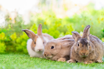 potrait three adorable bunny sitting on grasses, young cute rabbit in studio shot