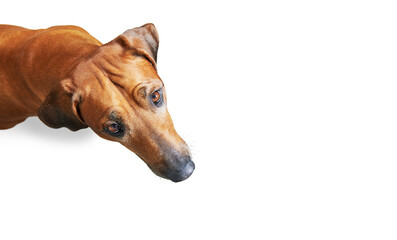 Top view of short hair brown dog sitting and looking at the camera, wide angle shooting isolated on...