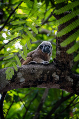 squirrel monkey on a tree