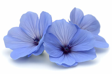 Obraz premium Three Delicate Light Blue Flax Flowers on White Background
