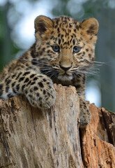 Amur Leopard Cub