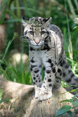 Clouded Leopard