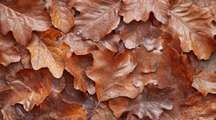 Close-up of oak leaves on the forest floor, showcasing their rich brown tones and intricate textures