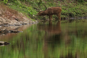 Eld's Deer (Rucervus eldii siamensis) from Huai Kha Khaeng Wildlife Sanctuary,THAILAND  © Jimmynature